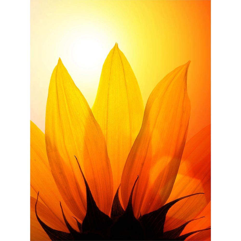 Wee Blue Coo Sunflower Petals Close Up Art Print Poster Wall Decor 12X16 Inch