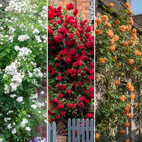 GardenersDream 3X Rosiers Grimpants – Variétés Orange, Rouge et Blanche Arbustes Florissants - Rosiers Grimpants pour Murs, Clôtures et Jardin