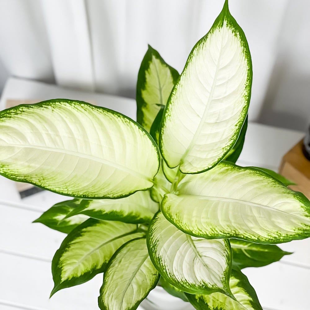 観葉植物 ディフェンバキア ホワイトアマゾン ディフェンバキア・ホワイトアマゾン 10号サイズ | HITOTOKI by MAKIMO