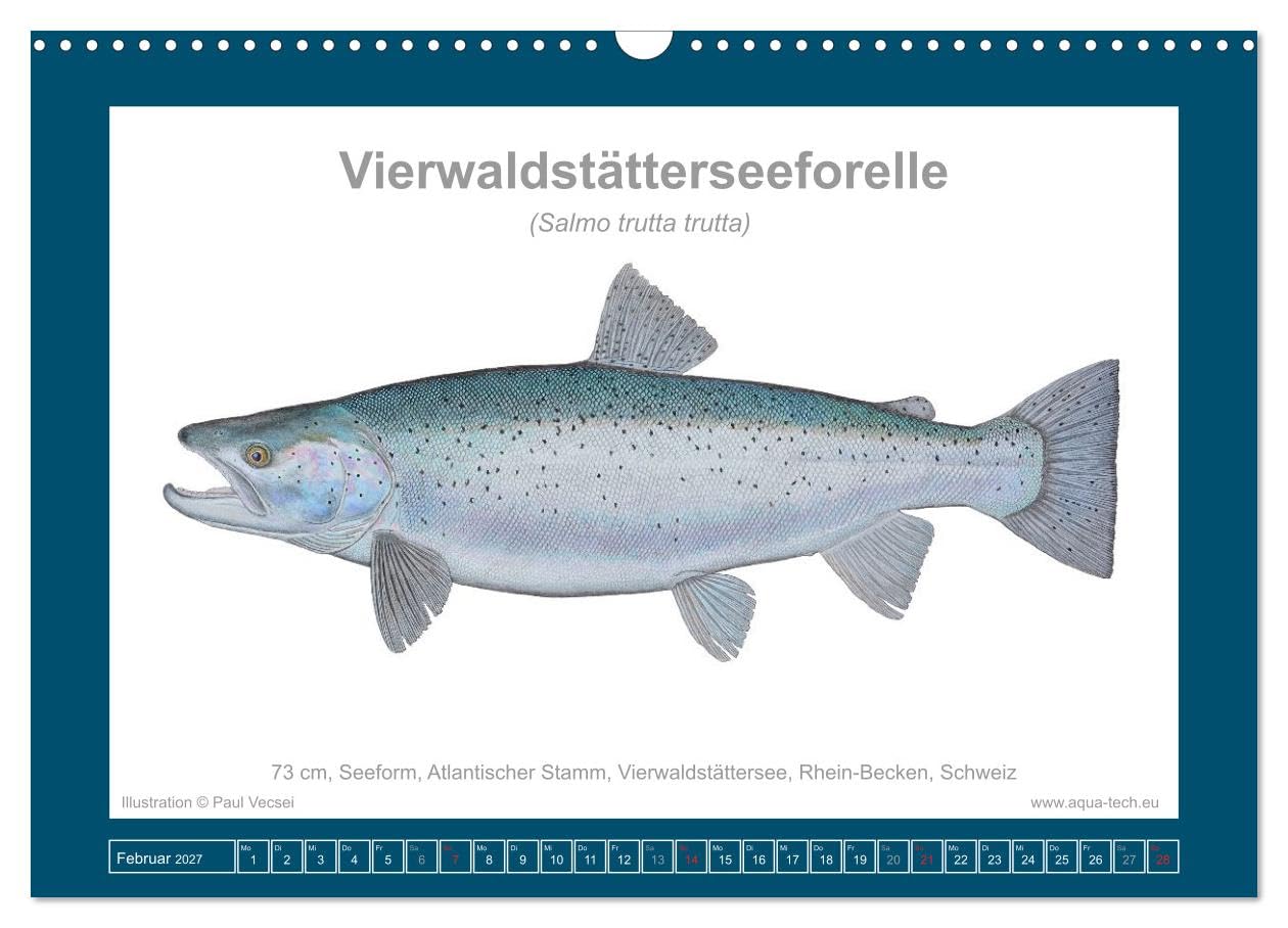 Fisch als Kunst 2027: Seeforellen (Wandkalender 2027 DIN A3 quer), CALVENDO Monatskalender: Mit 13 wissenschaftlichen Farbillustrationen (CALVENDO Tiere)