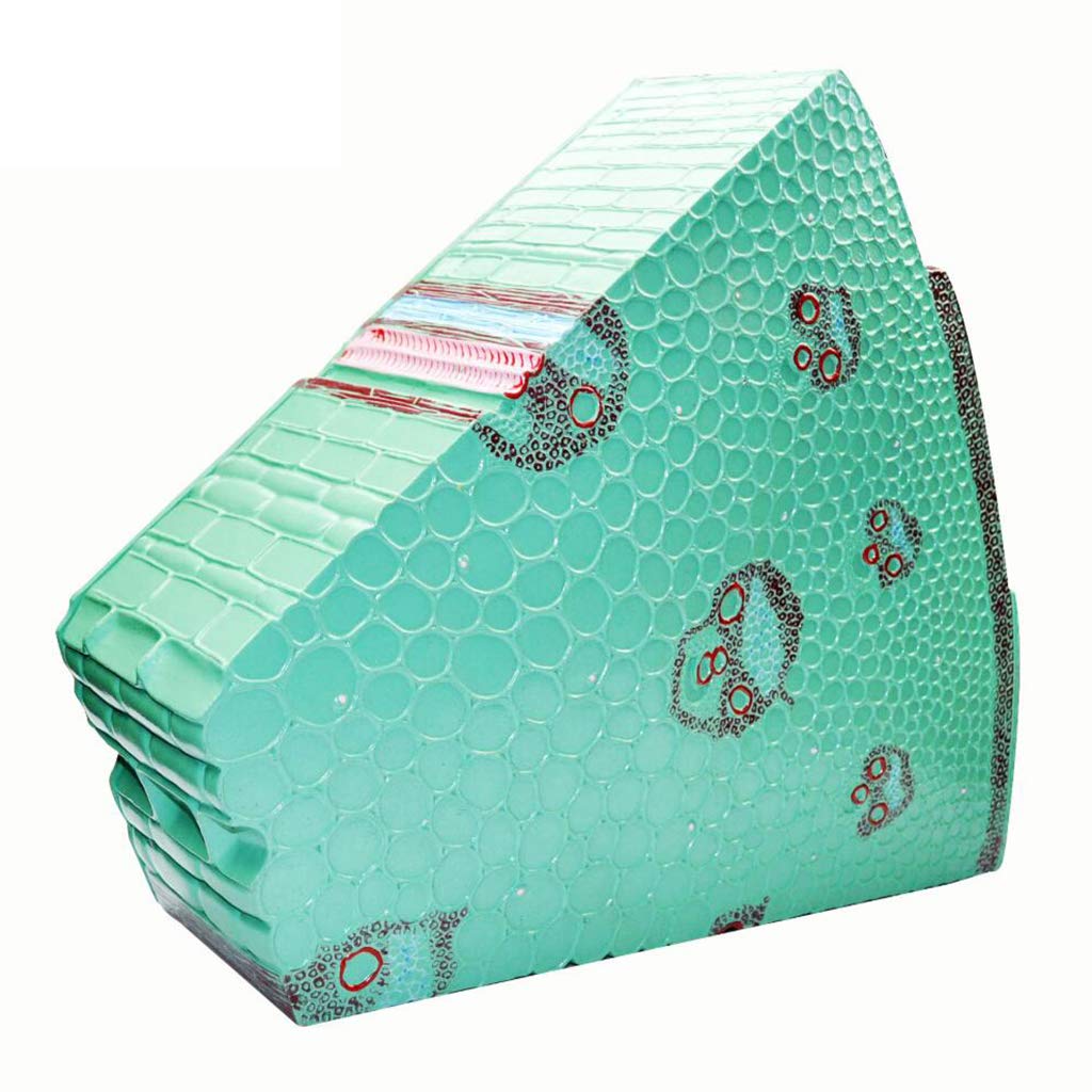 Modello di Anatomia vegetale Modello di Stelo monocotiledone Modello educativo Modello di Stelo monocotiledone per Strumento didattico Biologico, Attrezzatura da Laboratorio