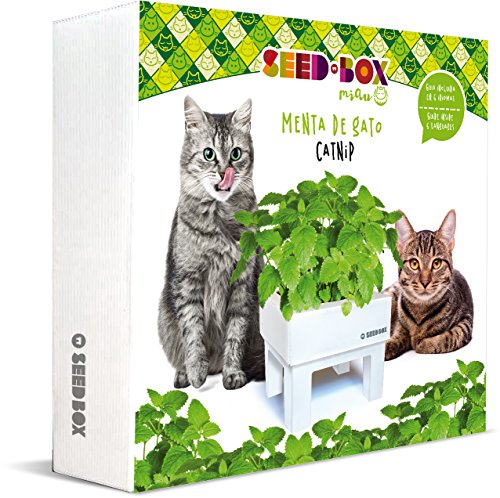 SeedBox SBMIMG Kit huerto Urbano de Menta, Blanco, 20x25x25 cm ...