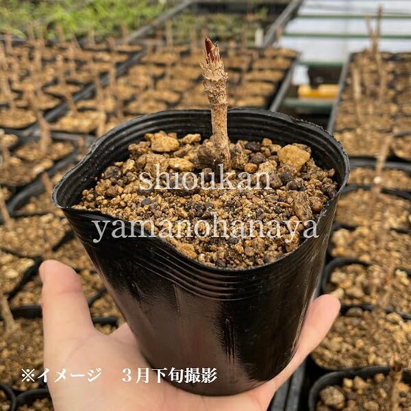 Amazon | タラノキ 10.5cmポット幼苗 樹高1～10cm/実生2～3年目