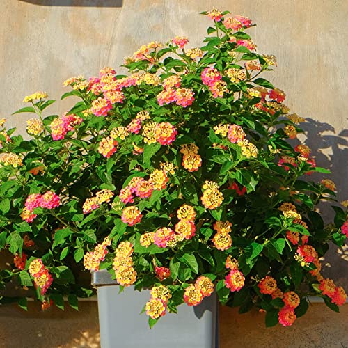 Wandelröschen kaufen Die 15 besten Produkte im Vergleich Heim