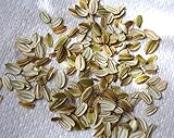 100 ASHITABA seeds (Tomorrow's Leaf) from Japan