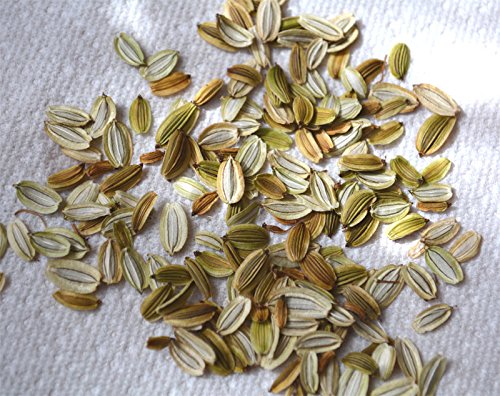 100 ASHITABA seeds (Tomorrow's Leaf) from Japan