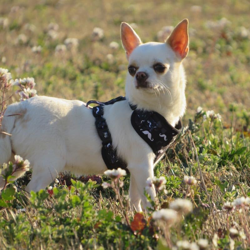 Harnais pour chien de petite taille ensemble collier réglable mesh S