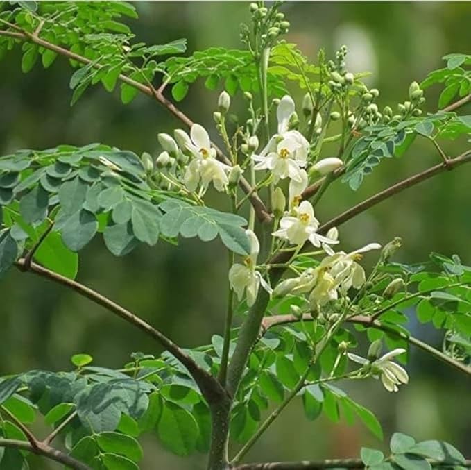 Image of Moringa Herb Live Plant with Pot | Moringa Oleifera Sahjan Drumstick Tree Plant | Fast Growing Herbal Vegetable Plant for Home Kitchen Garden Balcony Terrace Outdoor Gardening | Pack of 1