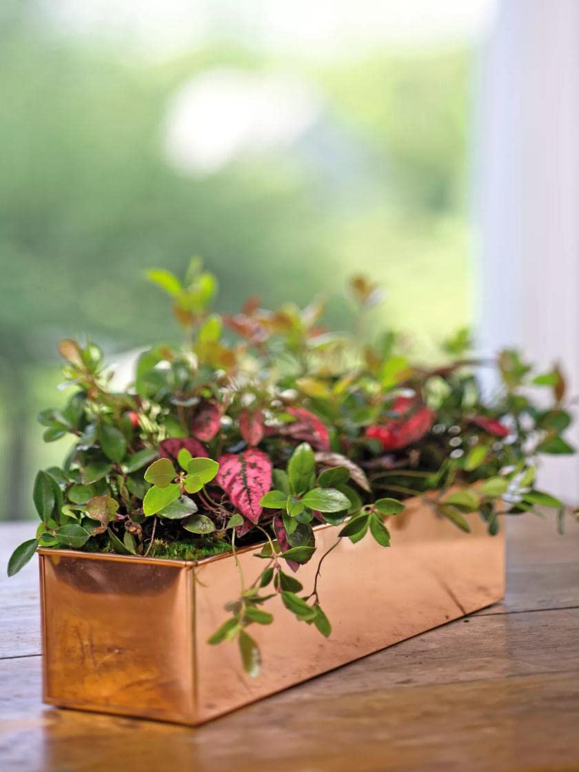 Gardener's Supply Company Rectangular Copper-Coated Stainless Steel Plant Tray | Leakproof Protects Surfaces Indoor Outdoor Plant Flower Succulent