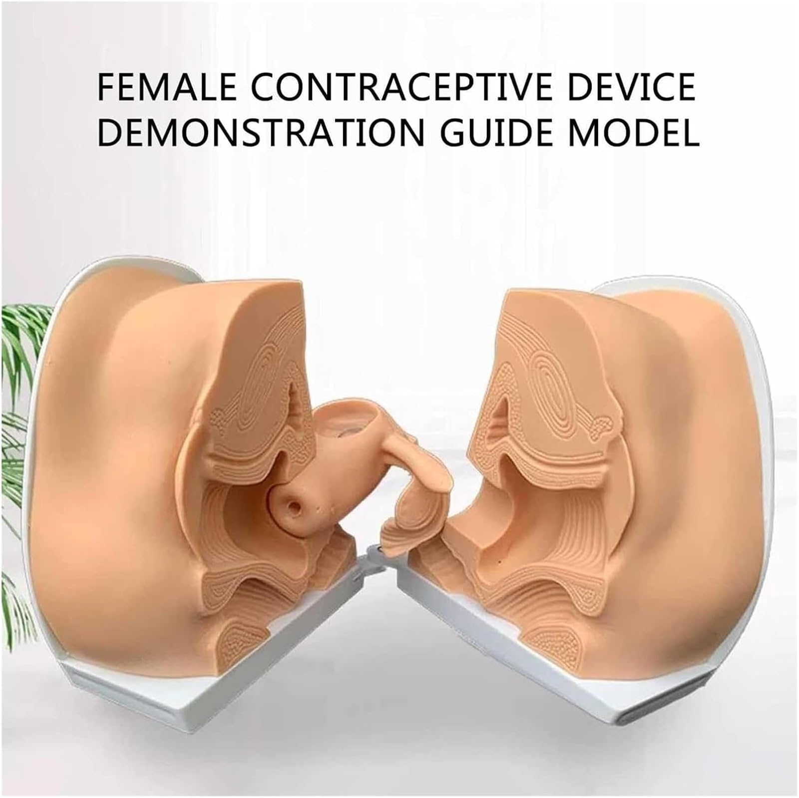 Maniquí Ginecológico Femenino, Modelo De Anatomía Genital Femenina, Modelo De Guía De Anticoncepción Femenina De Tamaño Natural Y Maniquí Con Anatomía Precisa, Adecuado for Enseñanza Y Operación Práct
