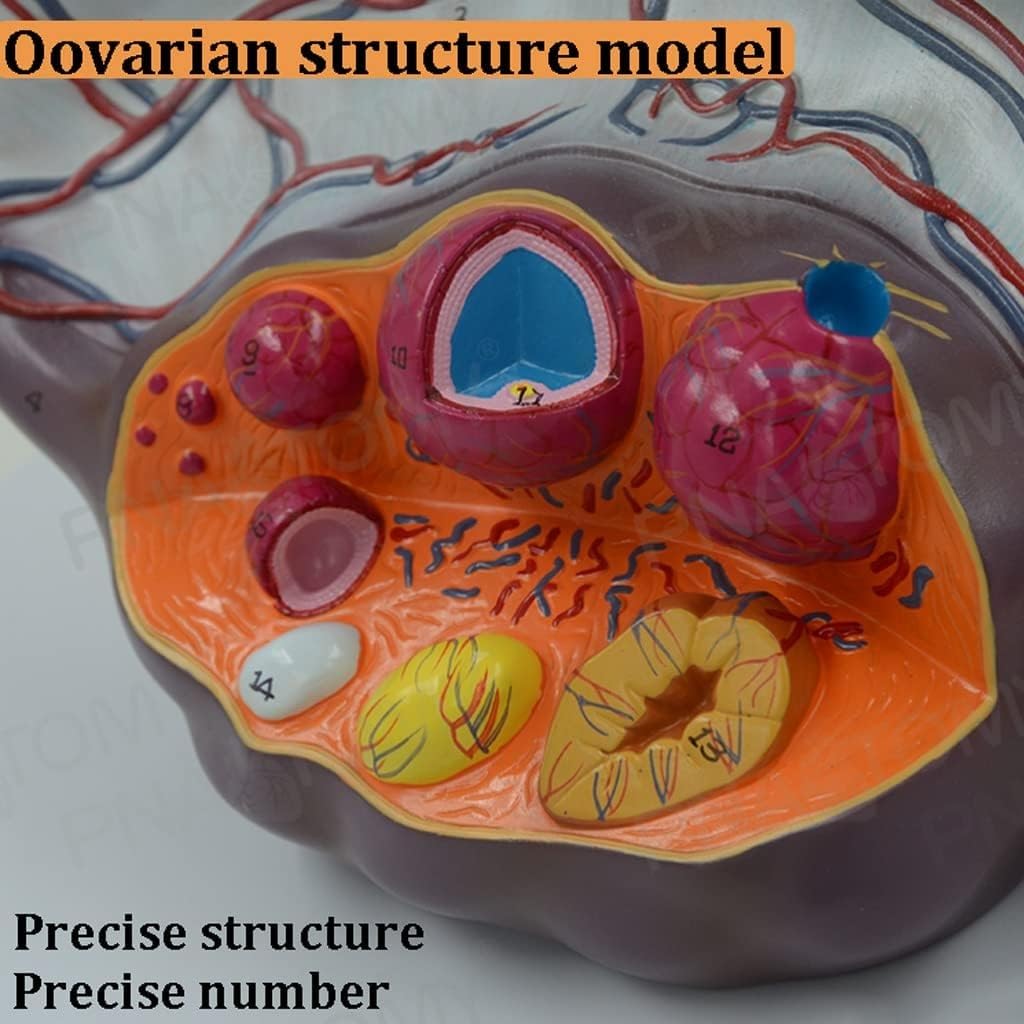 Powiększony model anatomii jajników, model anatomii macicy człowieka, model rozwoju pęcherzyków jajnikowych w 5-krotnym powiększeniu, model edukacyjny z 3 odłączanymi częściami, do celów