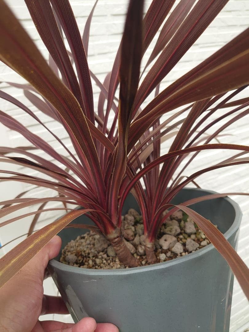 Amazon｜コルジリネ レッドスター 2本立ち｜観葉植物 オンライン通販