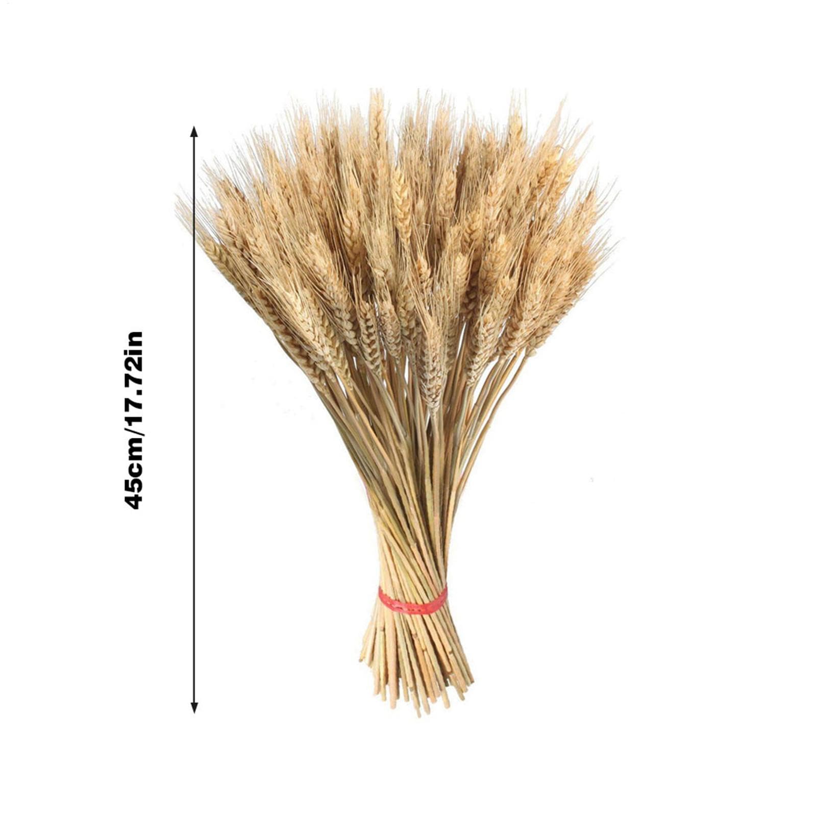100Pcs Natural Dried Wheat Sheaves, Dried Wheat Stalks,Dried Wheat Grass, Natural Ear of Wheat Grain Flowers for Home Dining Table Arrangement DI Y Flower Art Wedding Decoration,55cm