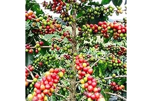 20 Coffea Arabica Seeds for Cultivating Coffee Trees