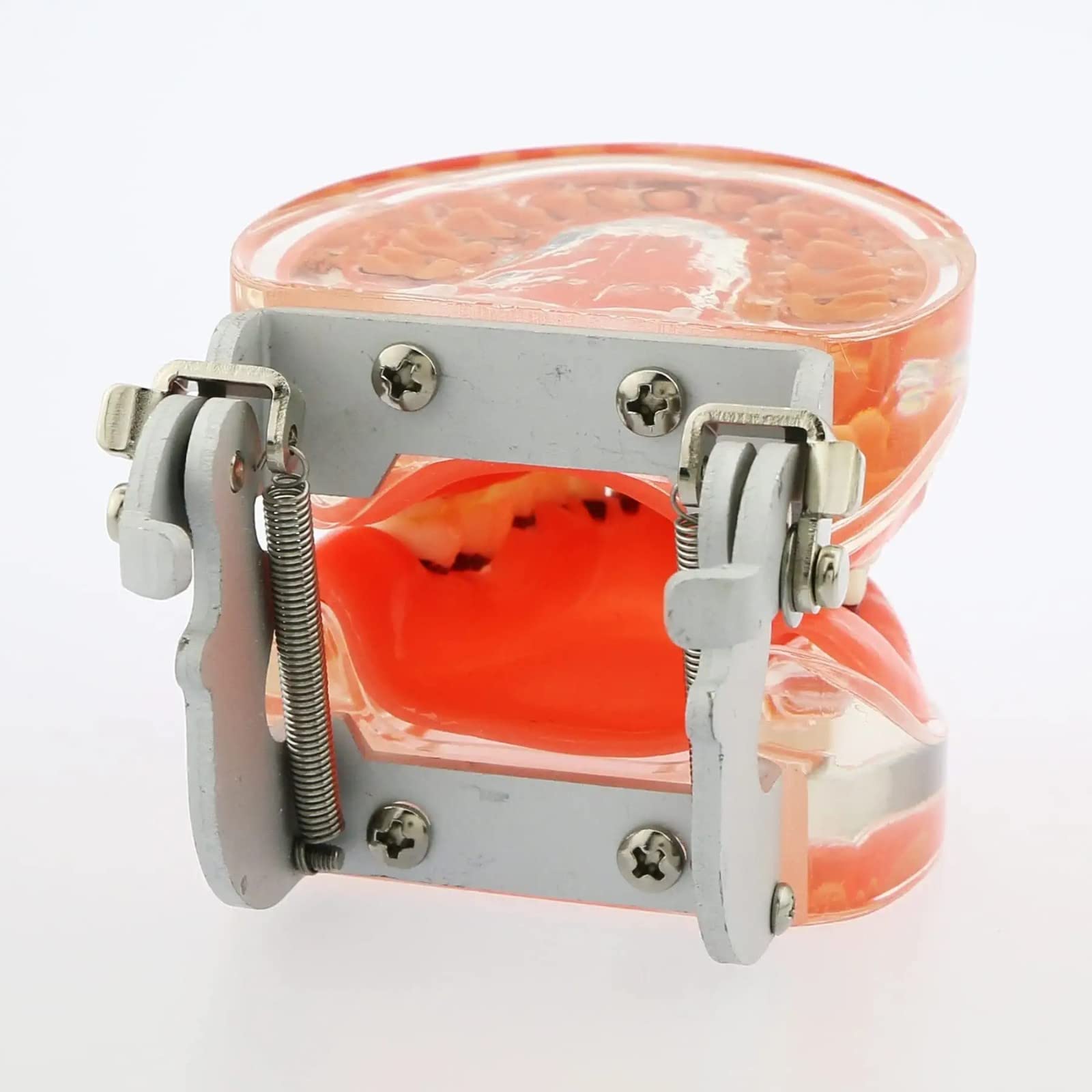Modello Denti per Malattia Parodontale per Studio Odontoiatrico, Typodont con Gomme Morbide per Insegnamento e Formazione in Odontoiatria, Strumento Educativo Anatomico