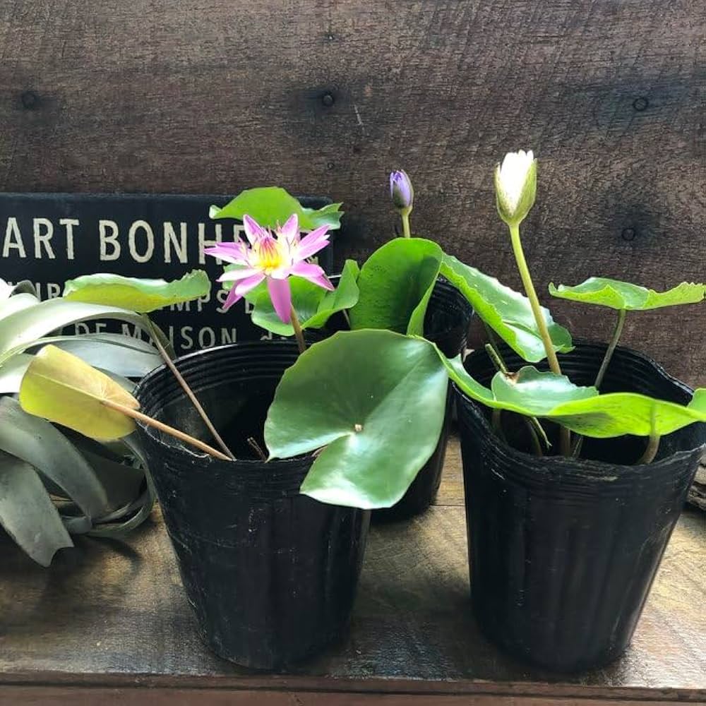 あ*3様 熱帯睡蓮　Wichitra バルブ苗　8月20日まで出品 セール中 あ*3様 熱帯睡蓮 Wichitra バルブ苗 8月20日まで出品 セール