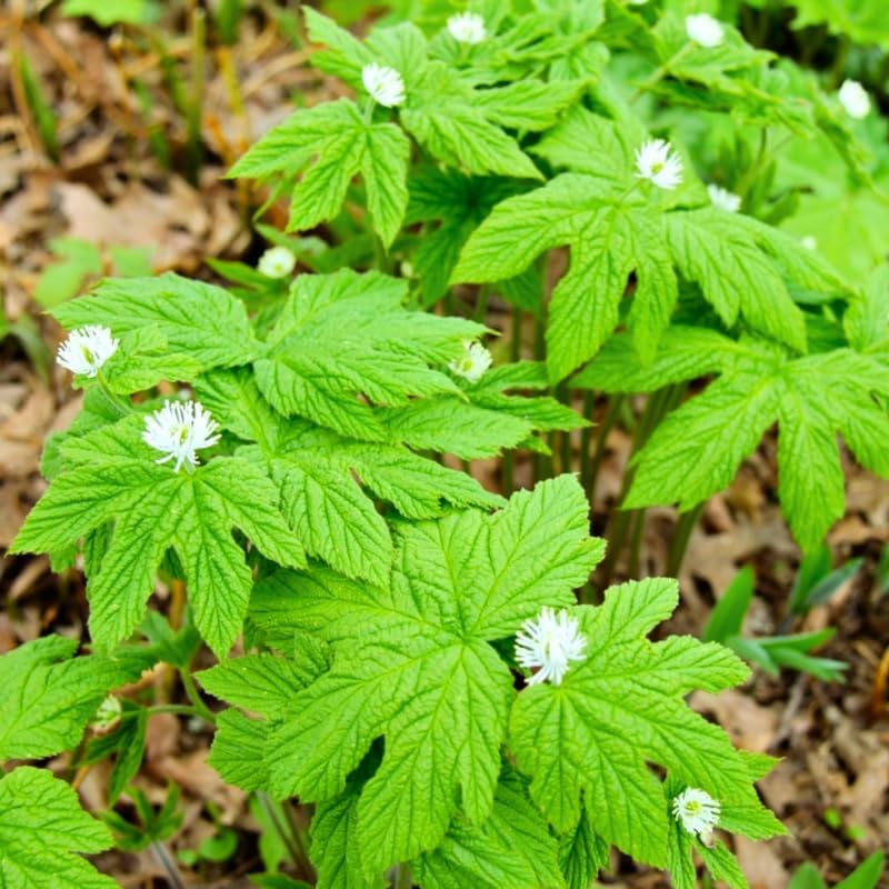 5 Goldenseal Roots, Goldenseal Herb Roots, Goldenseal