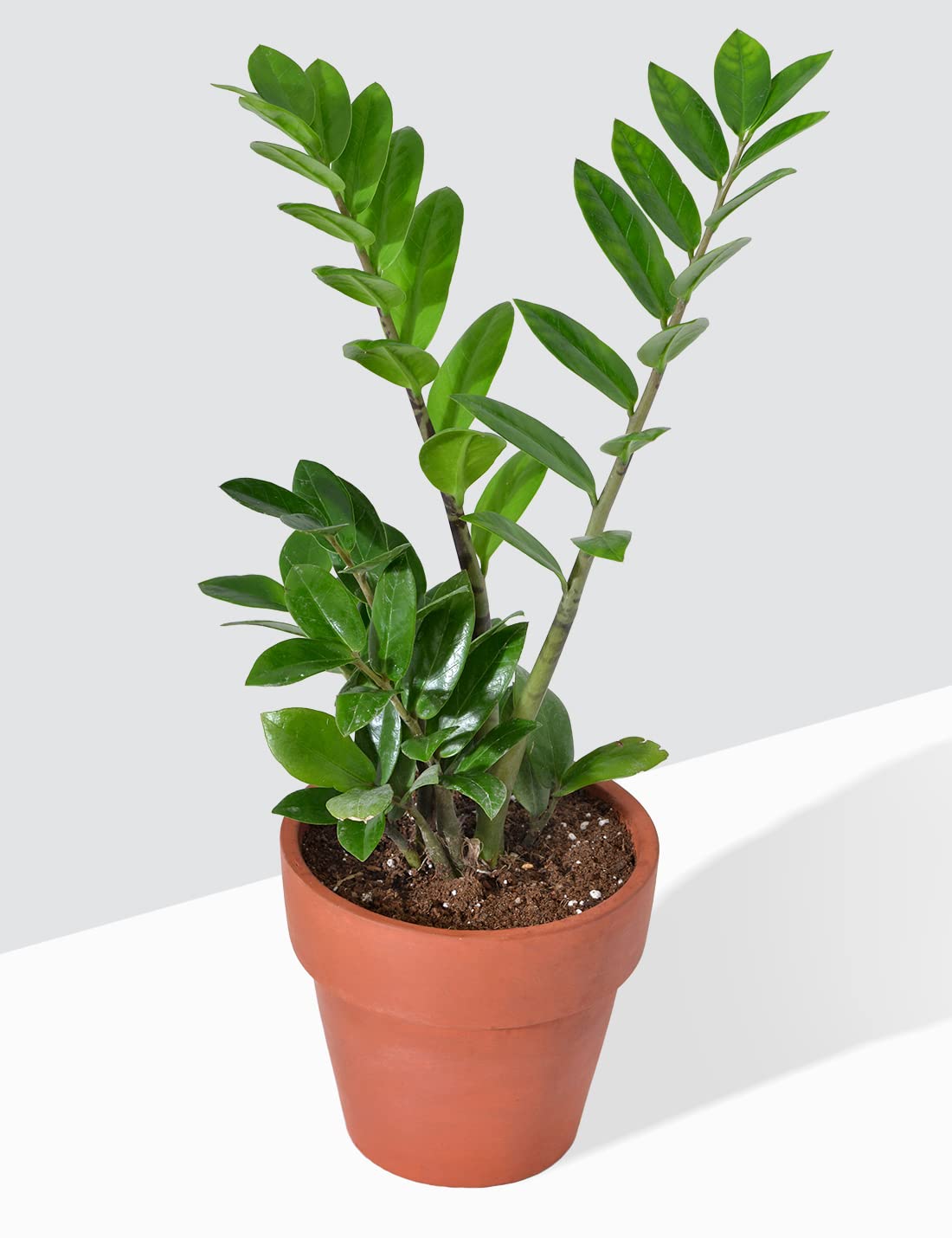 PlantaZee Live Zamia zz air Purifying Plant (B0B12JRXZN) Amazon Price History, Amazon Price Tracker