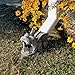 Design Toscano Roland the Gothic Gargoyle Gutter Guardian Rain Downspout Extension Outdoor Statue, 10 Inch Long, Cast Stone Resin, Grey Stone Finish
