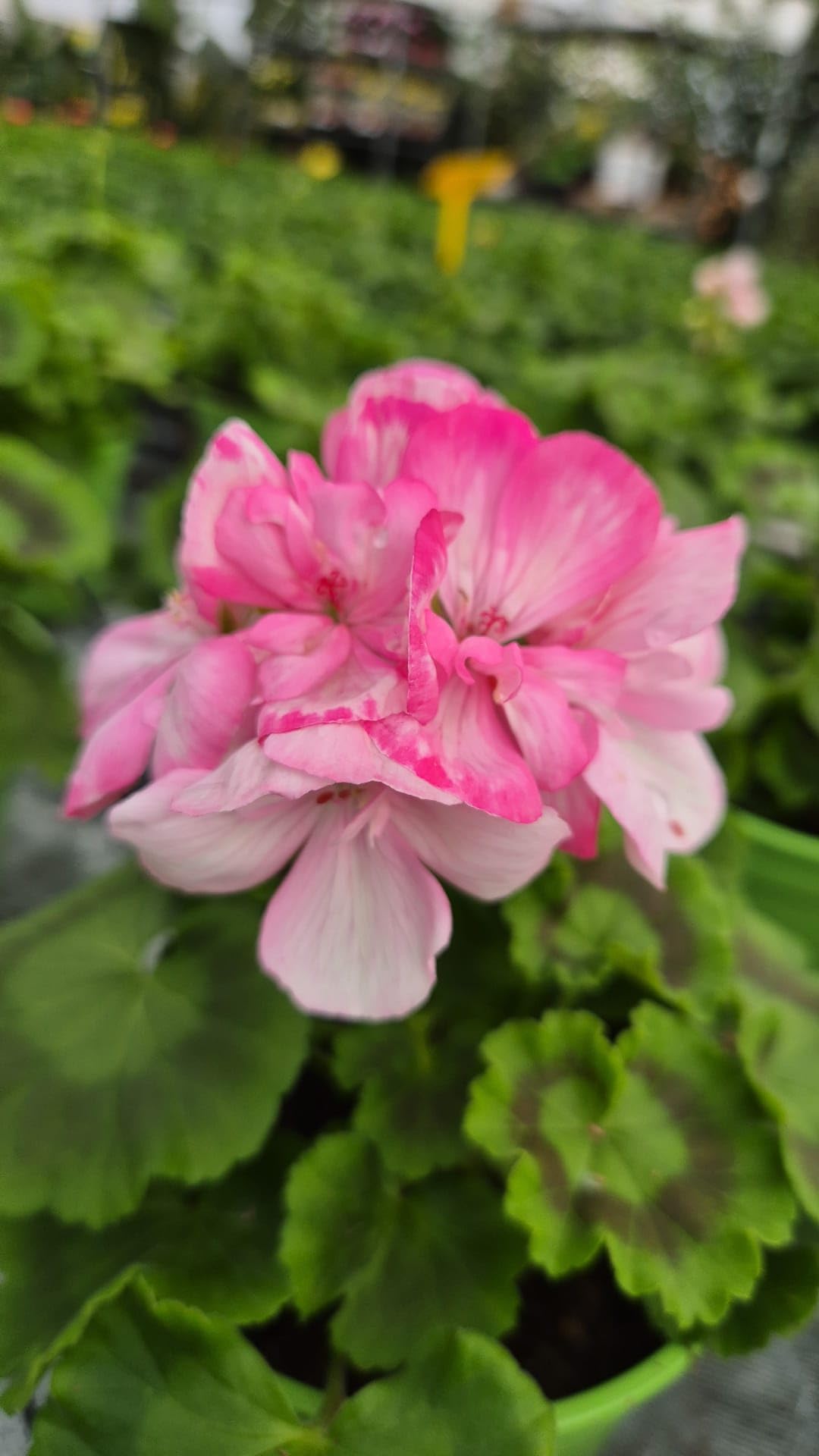 POWERS TO FLOWERS - GERANIO ZONALE "SUNRISE HOLLY", PELARGONIUM, 5 PIANTE VASO 14, ROSA BICOLORE, piante vere