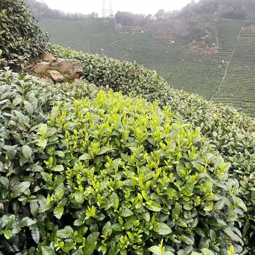 Semillas de árbol de té, semillas orgánicas de planta de té plantas de seto jardín de hierbas árbol de semillas de flores árbol ornamental de fácil cultivo arbustos de hoja perenne 30pcs