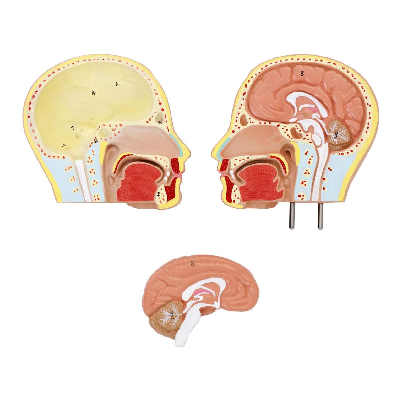 Anatomiczny Model Ludzkiego Tułowia, 48 Cm, Montaż Narządów Wewnętrznych, Medyczny, Model, Realistyczny Tułowi, Unisex, Z Codestalem, Lekcja Edukacyjna Dla Dzieci