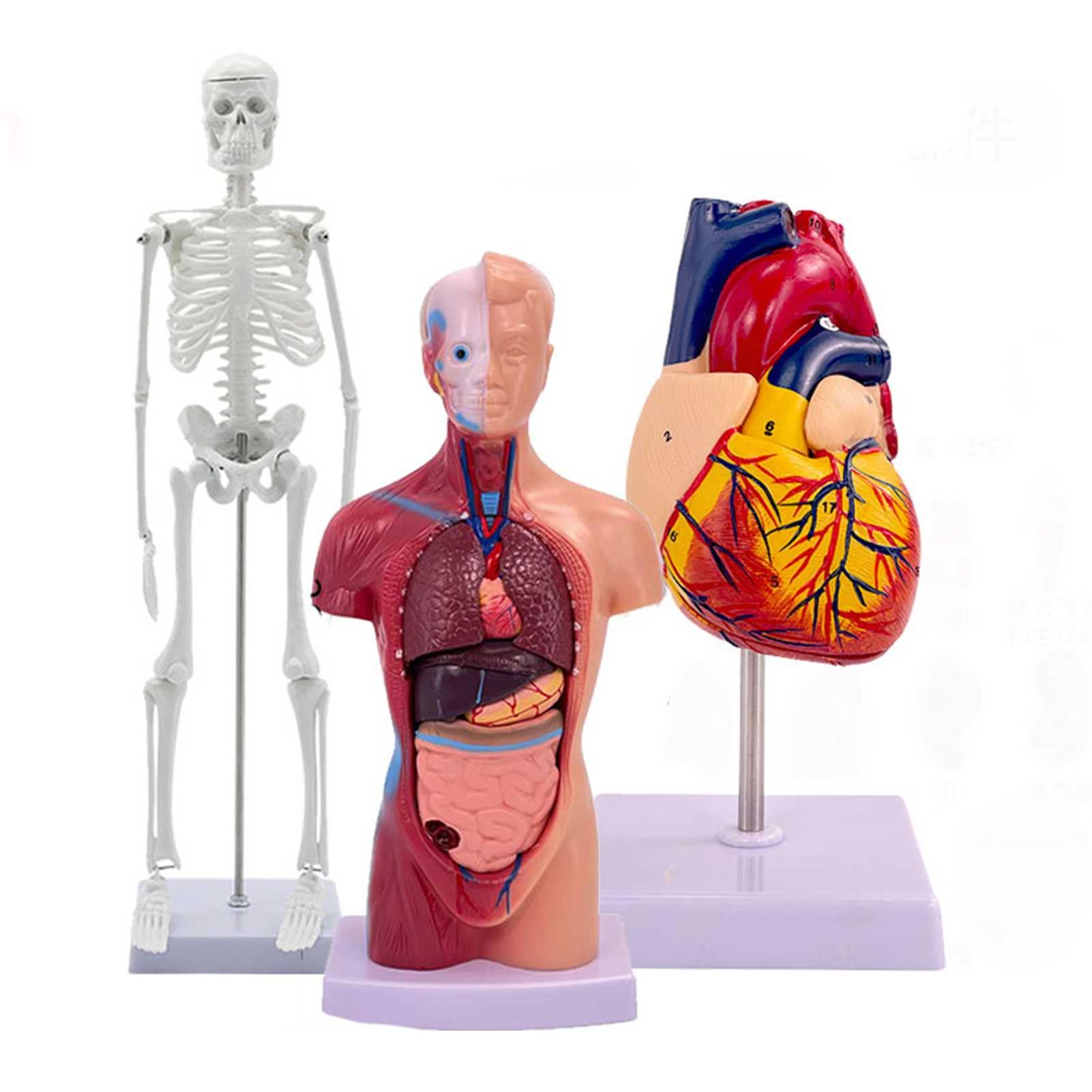 Modelli di Anatomia Umana - Set di 3 (Scheletro, Torso, Cuore) per Lo Studio dell'anatomia Umana