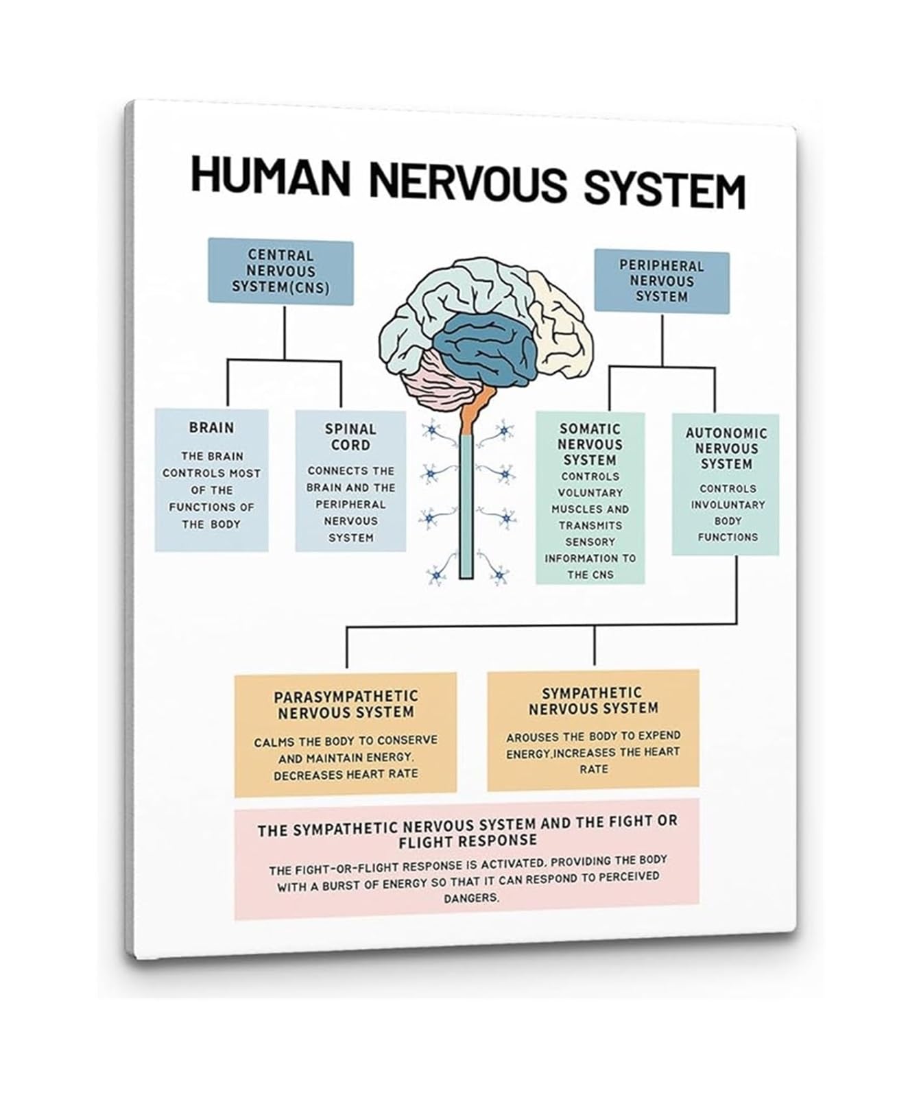 LLBOGRGGN Neuroscience Art Human Nervous System Brain Anatomy Canvas Print for Therapist Office Psychology Classroom(Unframed,16x24inch(40x60cm))