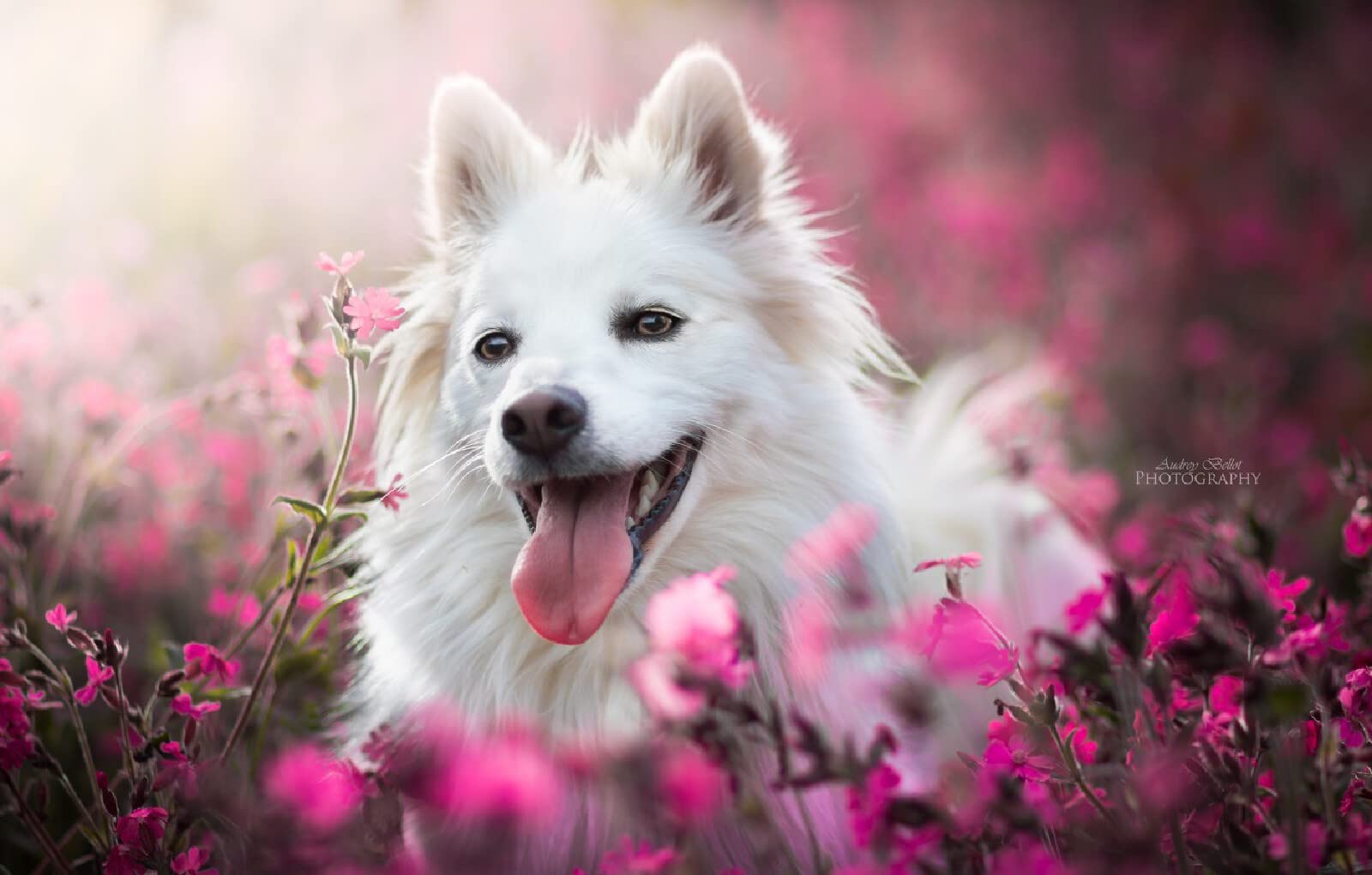 Adult 3D Puzzle 1000 Piece Dog 70x50CM