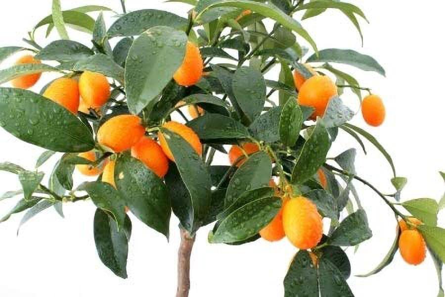 Sweet Lemon Plant (B0CNXG9VYF) Amazon Price History, Amazon Price Tracker