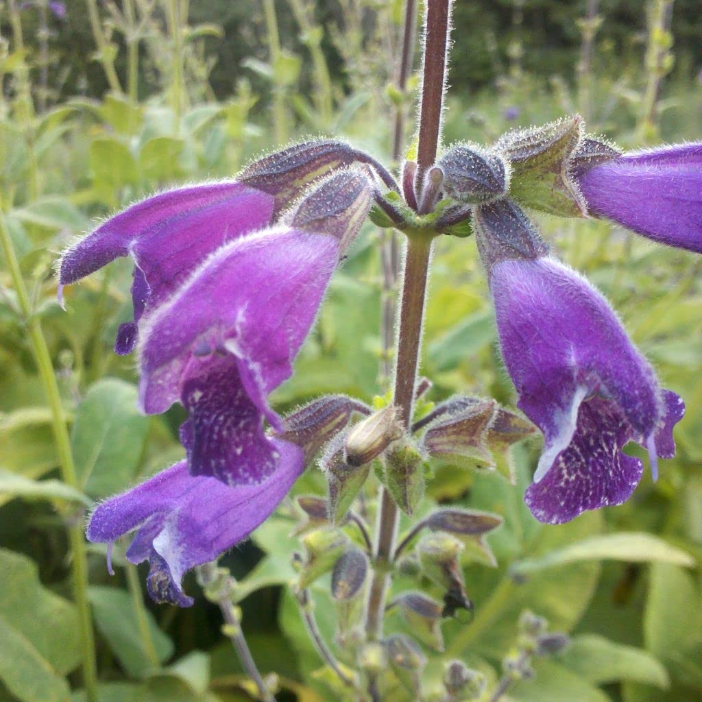 Semi Di Salvia Rossa (Salvia Miltiorrhiza) Dan Shen - Per Coltivazione