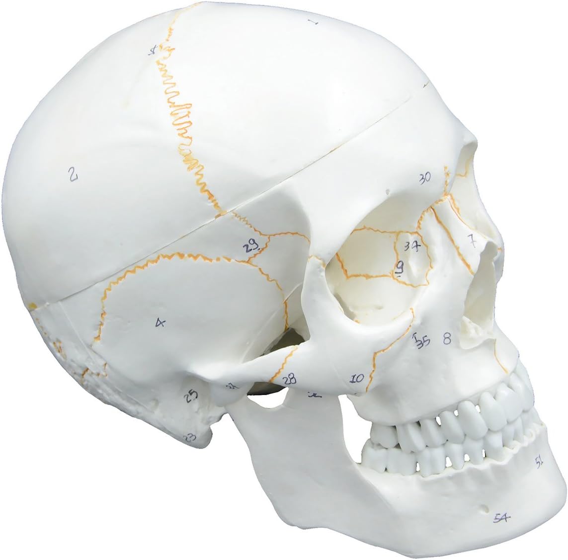 MonMed Medical Models Human Skull Anatomical Model – Life Sized Skull Replica, Detached Mandible and Skull Cap, Numbered
