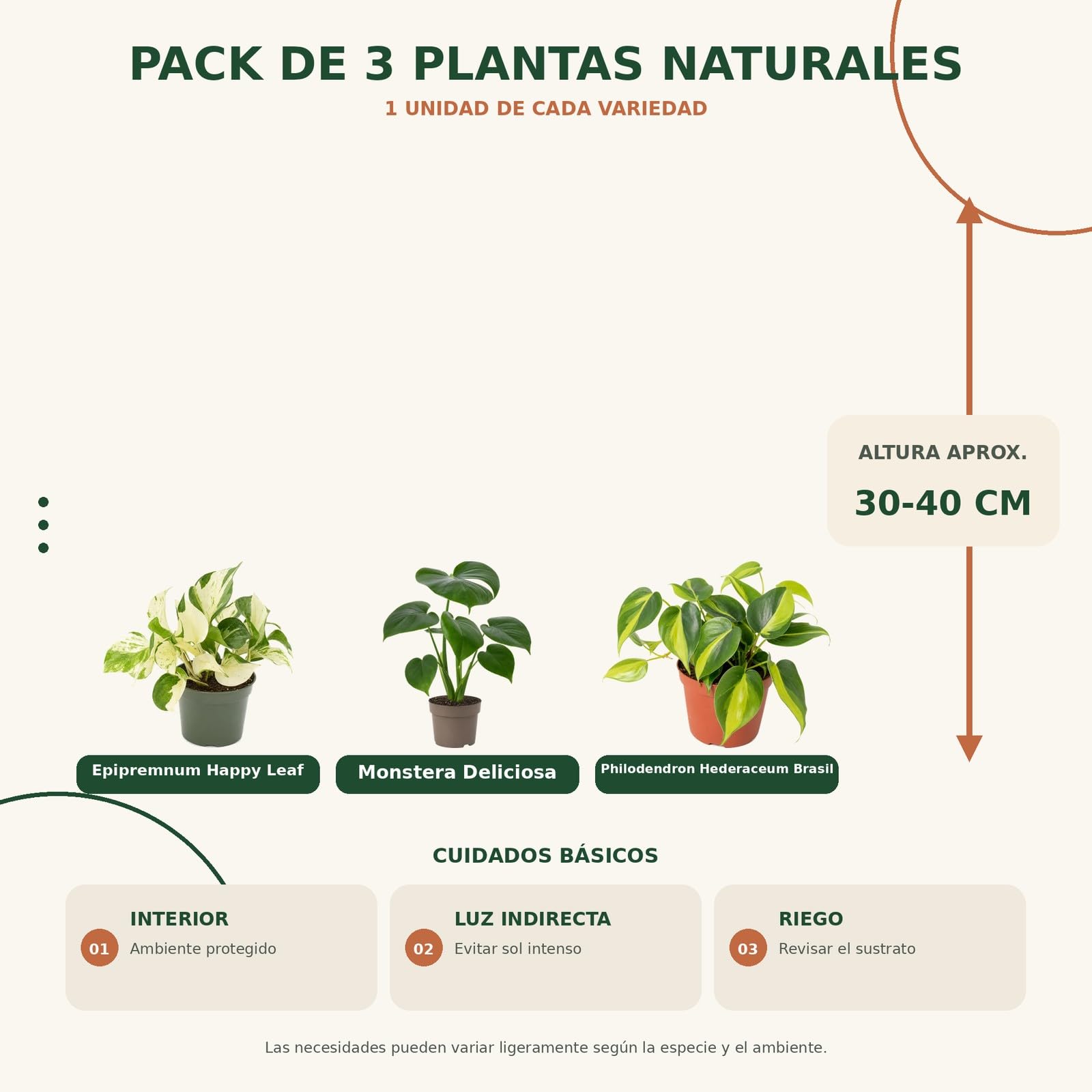 Pack 3 Plantas Naturales para Hojas y Portes Variados DECOALIVE