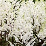 Bridal Veil Astilbe Flower Root - Attracts Butterflies and...