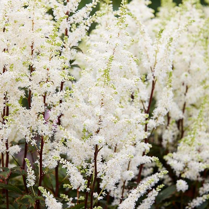 Bridal Veil Astilbe Flower Root - Attracts Butterflies and Hummingbirds - Deer Resistant - Naturalizing - Perennializing - Easy to Grow Live Plants - Outdoor Garden