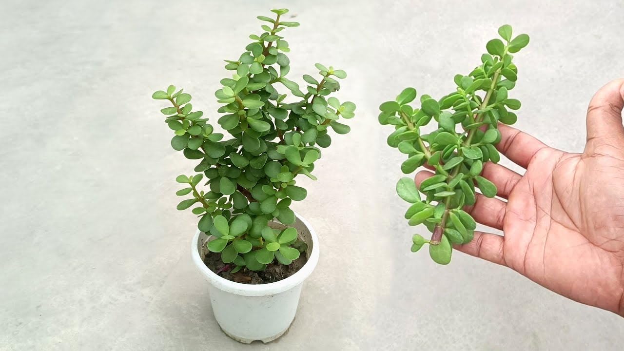Live Holy Jade Plant for Home Indoor Outdoor Living Room Office Desk Gifting Home Decor Feng Shui for Garden Balcony Natural Air Purifier Bonsai Good Luck with pot-image-5