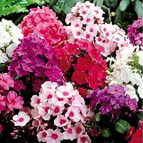 Phlox Beauty mix garden flower seeds - By Splendour Seeds