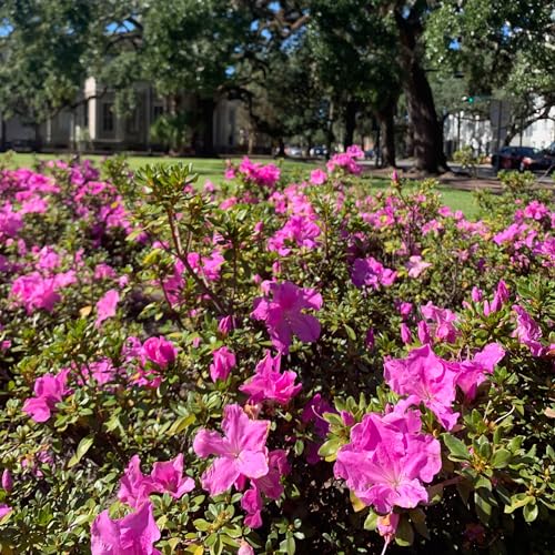 2g Azalea Encore Autumn Lilac Shrub