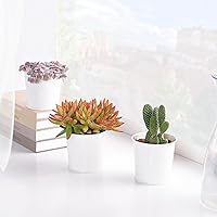 Vista 3 de Suculentas vivas Sedum Adolphi 'Firestorm' (10 cm), plantas suculentas totalmente enraizadas en macetas con tierra, planta de interior de fácil