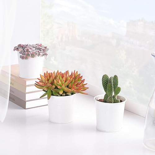 Miniatura 3 de Suculentas vivas Sedum Adolphi 'Firestorm' (10 cm), plantas suculentas totalmente enraizadas en macetas con tierra, planta de interior de fácil