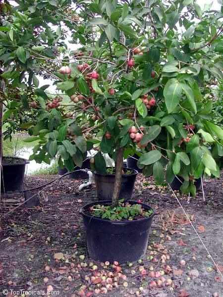 Cloud Farm Air Layered Syzygium aqueum Rose Apple or Jamb Live Plant[CF192] (B09Y3FY195) Amazon Price History, Amazon Price Tracker