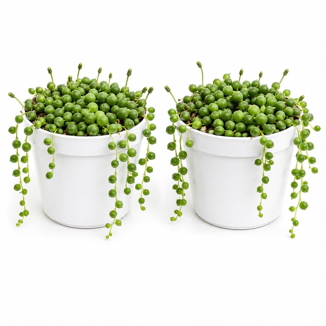 Strings of Pearls Live Succulent Indoor Plant, Organic, Low Maintenance, Pack of 2-image-1