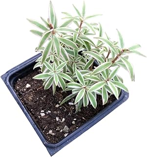 Variegated Carpet Sedum (Sedum lineare 'Variegatum') Organic Plant in 2....