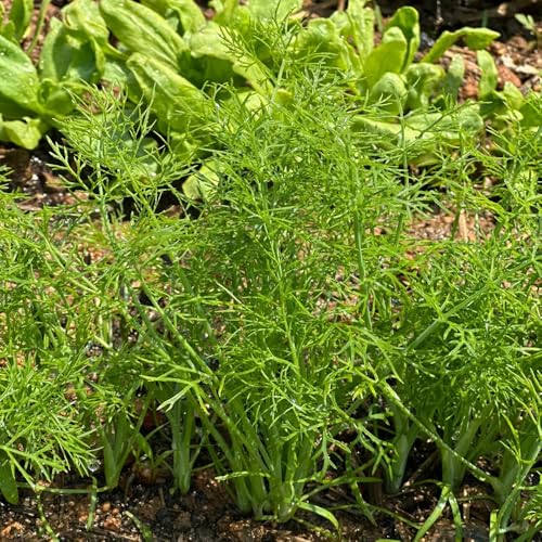 semillas de bulbo hinojo, silvestres organicas frescas, resistentes para balcón 350pcs