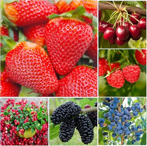 1500+ Mix Fruit Seeds for Planting 400 Strawberry 200 Blueberry 300 Raspberry 300 Mulberry 200 Cranberry 20 Cherry 6 Variety Individual Packs