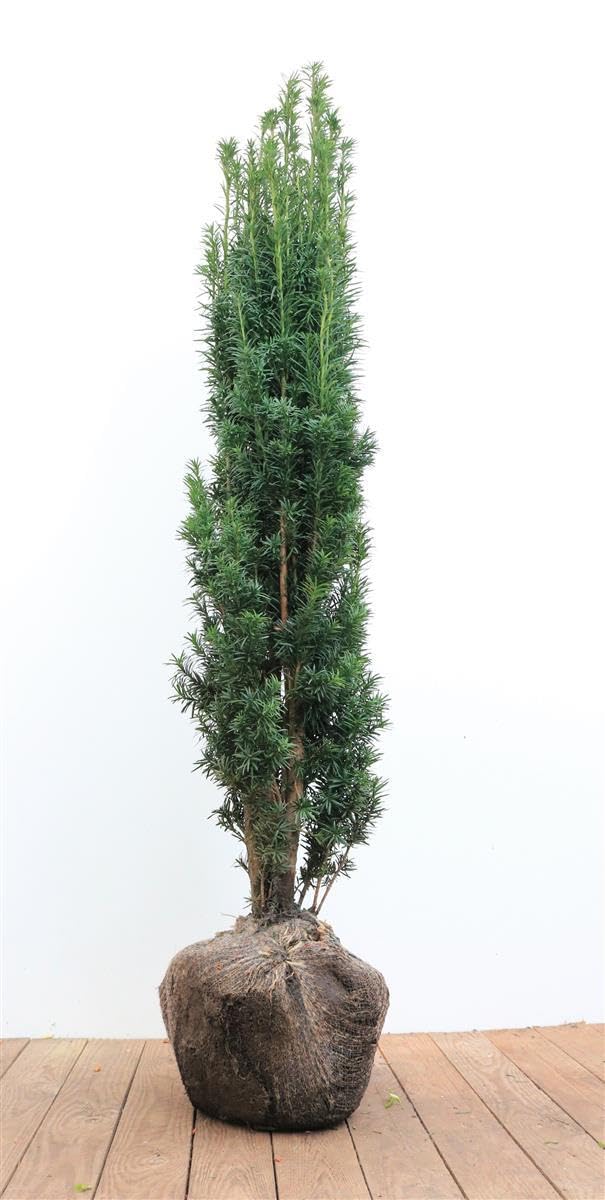 Säuleneibe Taxus baccata Fastigiata Robusta 100-120 cm immergrün