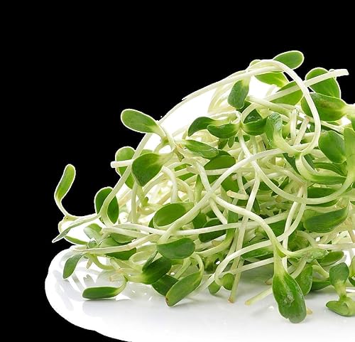 Miniatura 6 de Nature Jims Sprout/Sprouting Seeds, trébol, bolsa resellable orgánica sin OMG prémium para una frescura más larga, rica en vitaminas, minerales,