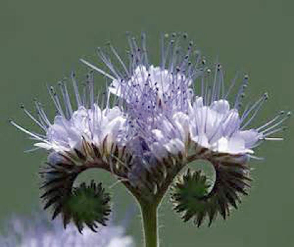 Lacy Phacelia, Purple Tansy, Flower seeds, 50+ seeds per package (B06XGC4FG7) Amazon Price History, Amazon Price Tracker