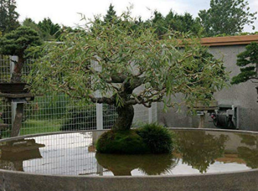 Jumbo Dragon Claw Willow