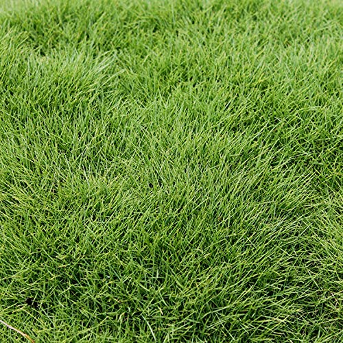 Grass of Zoysia tenuifolia (x 2.5 sqm of Surface)
